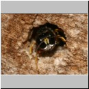 Ectemnius cavifrons oder ruficornis - Grabwespe serie06 01.jpg